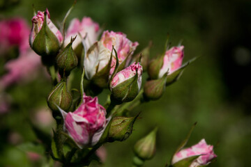 small pink rose flower on a park background
