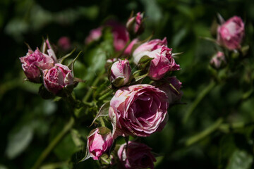 small pink rose flower on a park background