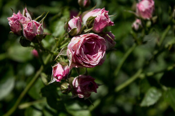 small pink rose flower on a park background