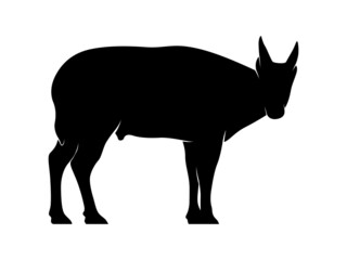 Isolated Vector Endemic Animal of Sulawesi. Anoa Silhouette on White Background