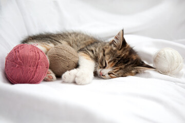 Fototapeta na wymiar Little sleeping kitten with wool thread stitches on a white background. A young cat is sleeping sweetly. Background, greeting card, puzzle, banner.