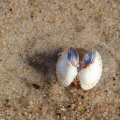 Obraz na płótnie Canvas crab on the beach