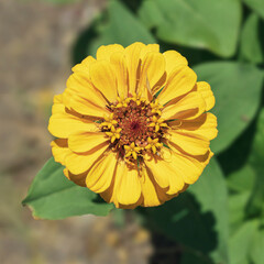isolated semi-double golden yellow zinnia flower rises high above the blurred leaves and soil below