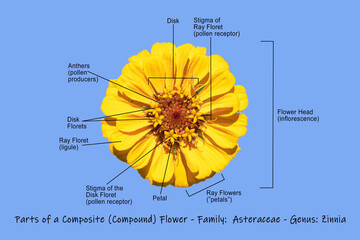 photographic science diagram illustrating a composite yellow zinnia showing the main parts of the...