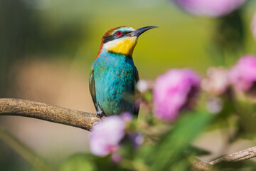 Obraz premium wild beautiful bird looks up thoughtfully