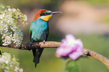 wild bird sits among beautiful flowers