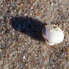 seashell on the beach