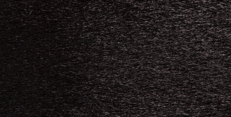 Texture of black fur of a cow, bull closeup. Background, design, ideas.
