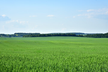 View on young green wheat crop in the countryside against a blue sky with clouds. Farm, production of flour, bread and bakery products. Agricultural landscape, farming concept background, textures
