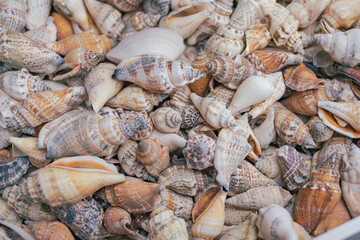 Sea shells background