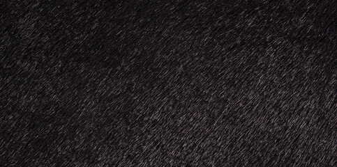 Texture of black fur of a cow, bull closeup. Background, design, ideas.