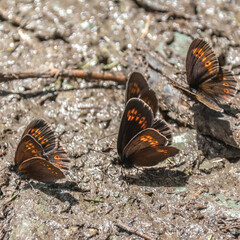 Paipllons - butterflys