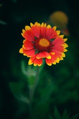Nahaufnahme einer Kokardenblume