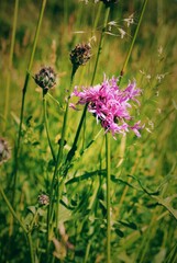 Nahaufnahme einer Wiesen-Flockenblume.