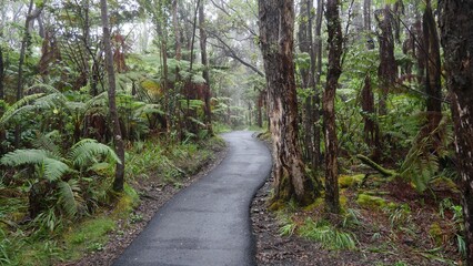 path in the forest