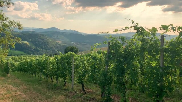 Beautiful vineyards on a sunny day on the soft hills of the Colli Piacentini, near Piacenza, Emilia Romagna, Italy. Local grape varieties are Barbera, Croatian, Malvasia, Ortrugo, Sauvignon, Bonarda
