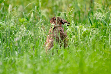 A hare between tall grass in the rain.