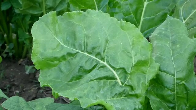 chard plant for stuffing, chard plant in the garden, natural vegetables,
