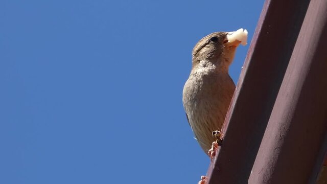 A rootstock sparrow with fodder in its mouth