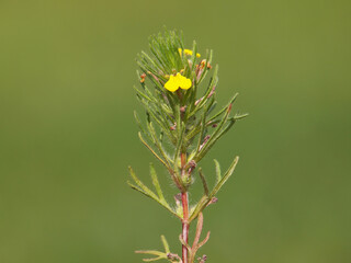 Yellow bugle or ground-pine, Ajuga chamaepitys
