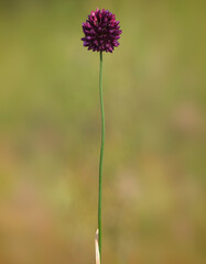  Round-headed leek or purple flowered garlic, Allium rotundum 