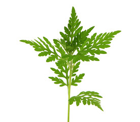 Young ragweed plant isolated on white, Ambrosia artemisiifolia
