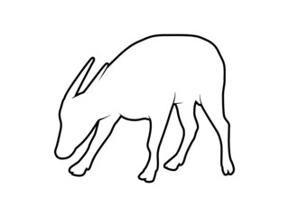 Isolated Vector Endemic Animal of Sulawesi. Anoa Silhouette on White Background