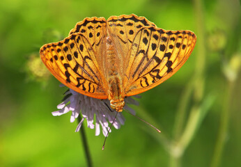 The cardinal butterfly, Argynnis Pandora