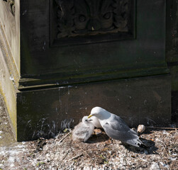 Kittiwake, Risa tridactyla, feeding chicks
