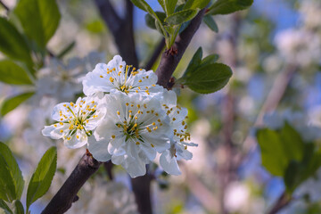 white flowers apple tree on a branch in a sunny spring garden. Flowers. Freshness, detail.