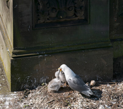Kittiwake, Risa tridactyla, feeding chicks