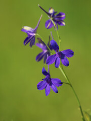 Fototapeta na wymiar Purple blue flower of Forking Larkspur or Field larkspur, Consolida regalis 