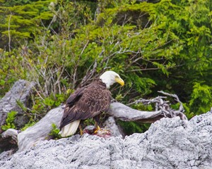 Canada eagle eating his prey