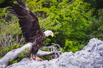 Canada eagle eating his prey