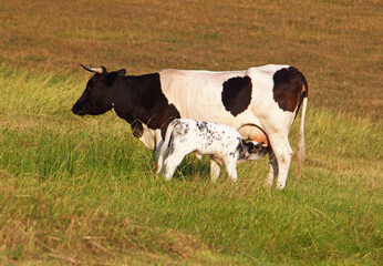Cow and newborn calf feeding with milk on a meadow