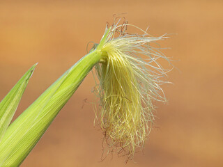Corn cob with silk