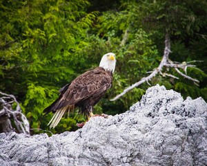 Canada eagle eating his prey