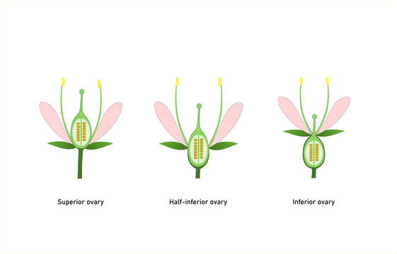 classification of the flower ovary based on position. Vector illustration for school and scientic use