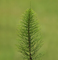 Horsetail plant, Equisetum arvense
