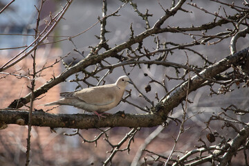 Dove on the tree in nature