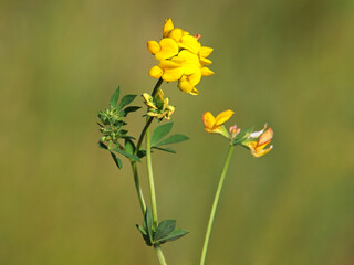 Obraz premium Yellow flower of bird's-foot trefoil on the meadow, Lotus corniculatus 