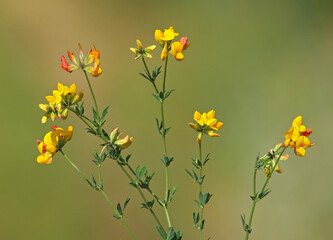 Yellow flower of bird's-foot trefoil on the meadow, Lotus corniculatus	