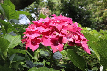 Hydrangea is the symbol of rainy season 