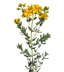 Yellow flowers of common or perforate St John's wort plant isolated on white, Hypericum perforatum
