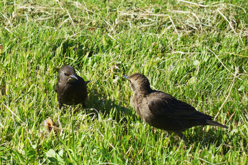 Two young starlings are sitting on the grass and looking at each other.