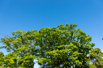 新緑と青空