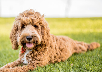 A dog, spoodle puppy, sitting on a grassy lawn.