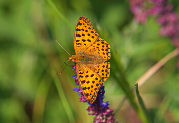 Obraz premium The Queen of Spain fritillary butterfly, Issoria lathonia 