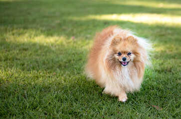 A pomeranian walking on the lawn
