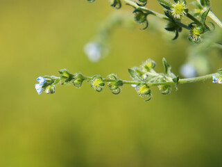Blooming plant of European stickseed, Lappula squarrosa	